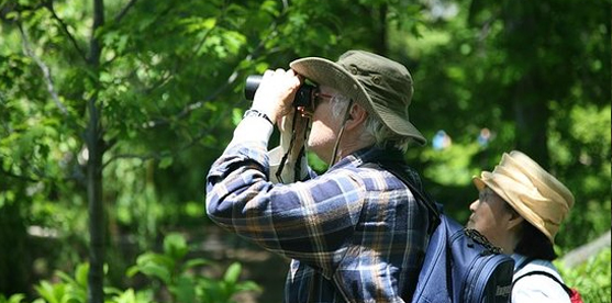 birdwatching