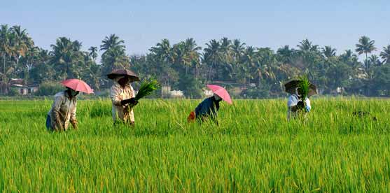 paddyfield